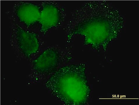 Monoclonal Anti-CNOT7 antibody produced in mouse clone 2F6, purified immunoglobulin, buffered aqueous solution