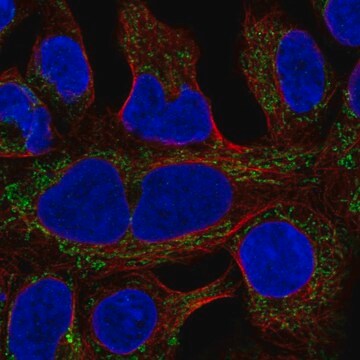 Anti-MRPL19 antibody produced in rabbit Prestige Antibodies&#174; Powered by Atlas Antibodies, affinity isolated antibody