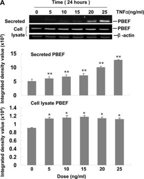 抗&#946;-アクチン抗体, マウスモノクローナル clone AC-15, purified from hybridoma cell culture