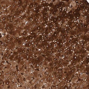 Anti-ZNF862 antibody produced in rabbit Prestige Antibodies&#174; Powered by Atlas Antibodies, affinity isolated antibody, buffered aqueous glycerol solution