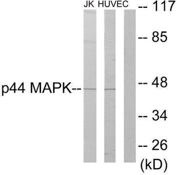 Anti-P44 MAPK antibody produced in rabbit affinity isolated antibody