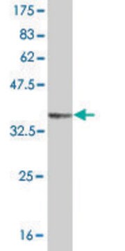 Monoclonal Anti-GRM1 antibody produced in mouse clone 1F7, purified immunoglobulin, buffered aqueous solution