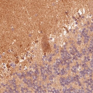 Monoclonal Anti-FABP7 antibody produced in mouse Prestige Antibodies&#174; Powered by Atlas Antibodies, clone CL0236, purified immunoglobulin, buffered aqueous glycerol solution