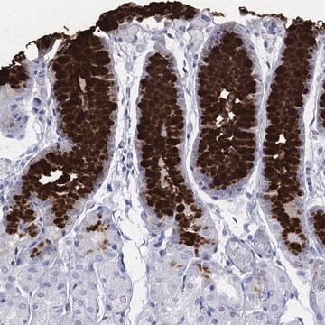 Anti-Muc5Ac Antibody Produced In Rabbit Prestige Antibodies&#174; Powered by Atlas Antibodies, affinity isolated antibody, buffered aqueous glycerol solution