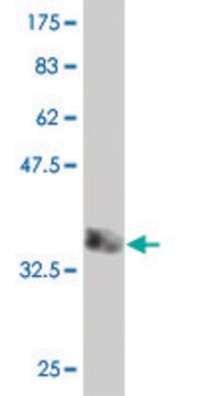 Monoclonal Anti-HERC4 antibody produced in mouse clone 2G7, purified immunoglobulin, buffered aqueous solution