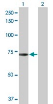 Anti-ADCK2 antibody produced in rabbit purified immunoglobulin, buffered aqueous solution