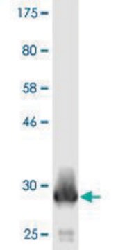 Monoclonal Anti-ATP5E antibody produced in mouse clone 1A8, purified immunoglobulin, buffered aqueous solution