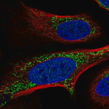 Anti-FASTKD2 antibody produced in rabbit Prestige Antibodies&#174; Powered by Atlas Antibodies, affinity isolated antibody