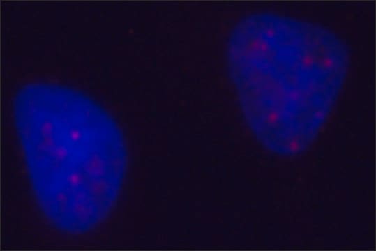 Anti-PML antibody, Mouse monoclonal clone PML-97, purified from hybridoma cell culture