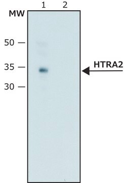 Anti-HtrA2 antibody produced in rabbit ~1.5&#160;mg/mL, affinity isolated antibody, buffered aqueous solution