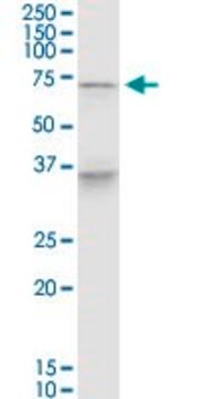 Monoclonal Anti-PELP1 antibody produced in mouse clone 1F7, purified immunoglobulin