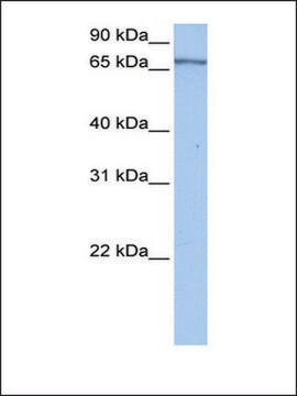 Anti-PABPC4 antibody produced in rabbit affinity isolated antibody