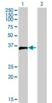 Anti-FOSB antibody produced in mouse purified immunoglobulin, buffered aqueous solution