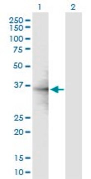 Anti-RPL6 antibody produced in mouse purified immunoglobulin, buffered aqueous solution