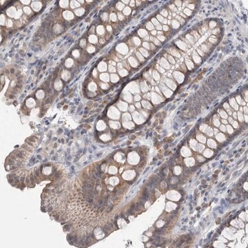 Anti-CUL2 antibody produced in rabbit Prestige Antibodies&#174; Powered by Atlas Antibodies, affinity isolated antibody, buffered aqueous glycerol solution