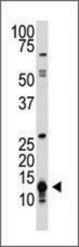 Anti-Drosophila Sumo (C-term) antibody produced in rabbit IgG fraction of antiserum, buffered aqueous solution