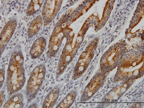 Monoclonal Anti-COX6C antibody produced in mouse clone S51, purified immunoglobulin, buffered aqueous solution