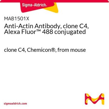 Anti-Actin Antibody, clone C4, Alexa Fluor&#8482; 488 conjugated clone C4, Chemicon&#174;, from mouse