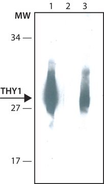 Anti-THY1 antibody, Mouse monoclonal clone TH350, purified from hybridoma cell culture