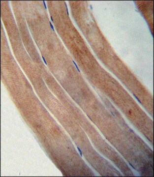 ANTI-EFTUD1 (C-TERM) antibody produced in rabbit IgG fraction of antiserum, buffered aqueous solution