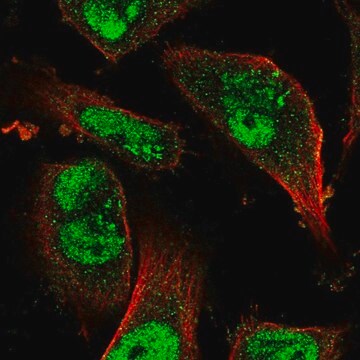 Anti-KDM3B antibody produced in rabbit Prestige Antibodies&#174; Powered by Atlas Antibodies, affinity isolated antibody