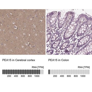 Anti-PEA15 Prestige Antibodies&#174; Powered by Atlas Antibodies, affinity isolated antibody