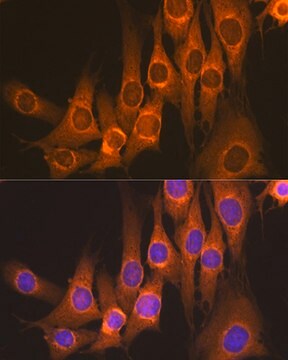 Anti-Rap1GAP Antibody, clone 8V9I6, Rabbit Monoclonal