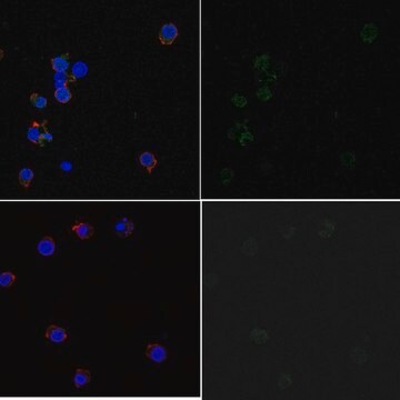 Anti-phospho-Syk (Tyr323) Antibody, Alexa Fluor&#8482; 488 Conjugate from rabbit, ALEXA FLUOR&#8482; 488