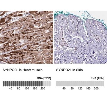 Anti-SYNPO2L antibody produced in rabbit Prestige Antibodies&#174; Powered by Atlas Antibodies, affinity isolated antibody, buffered aqueous glycerol solution