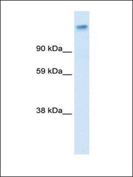 Anti-CACNA2D1 antibody produced in rabbit affinity isolated antibody