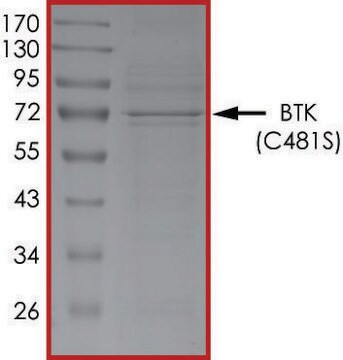 BTK (C481S), Active PRECISIO&#174; Kinase, recombinant