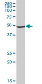 Anti-INPP1 antibody produced in mouse IgG fraction of antiserum, buffered aqueous solution