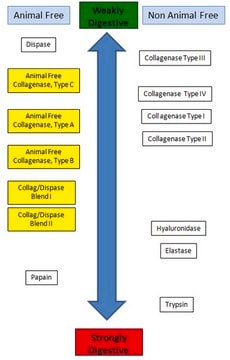 Animal Free Collagenase/Dispase Blend II Animal Free Collagenase/Dispase Blend II is a mixture of animal free collagenase, type B, and neutral protease/dispase, and is inteneded to be used when a more potent enzymatic dissociatation solution than collagnaease is desired.