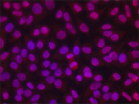 Anti-dimethyl, phospho-Histone H1.4 (diMe-Lys26, pSer27) antibody produced in rabbit ~1.5&#160;mg/mL, affinity isolated antibody, buffered aqueous solution