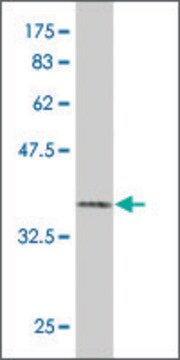 Monoclonal Anti-PHKB antibody produced in mouse clone 2E9, purified immunoglobulin, buffered aqueous solution