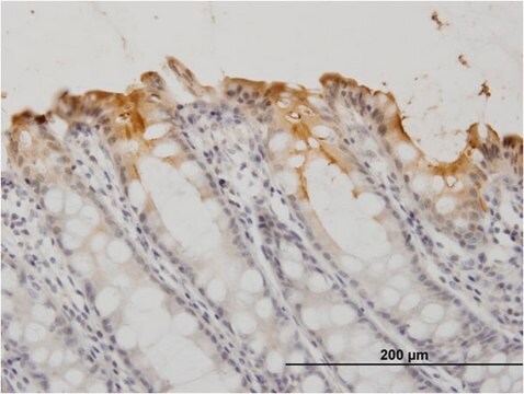 Monoclonal Anti-CEACAM1 antibody produced in mouse clone 2F6, purified immunoglobulin, buffered aqueous solution