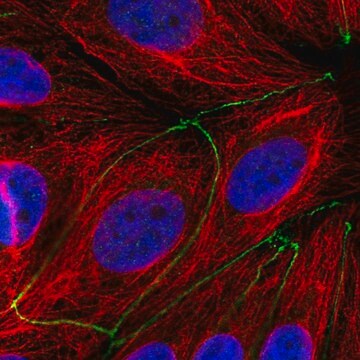 Anti-TMEM186 antibody produced in rabbit Prestige Antibodies&#174; Powered by Atlas Antibodies, affinity isolated antibody