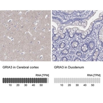 Anti-GRIA3 antibody produced in rabbit Prestige Antibodies&#174; Powered by Atlas Antibodies, affinity isolated antibody, buffered aqueous glycerol solution