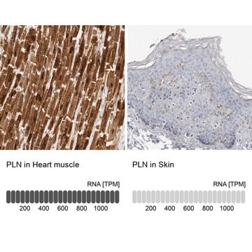 Anti-PLN antibody produced in rabbit Prestige Antibodies&#174; Powered by Atlas Antibodies, affinity isolated antibody, buffered aqueous glycerol solution