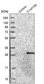 Anti-C1orf109 antibody produced in rabbit Prestige Antibodies&#174; Powered by Atlas Antibodies, affinity isolated antibody, buffered aqueous glycerol solution