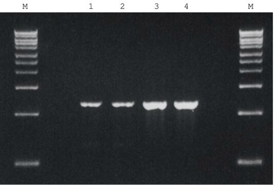 REDTaq&#174; Genomic DNA Polymerase without MgCl2