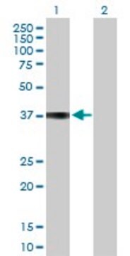 Anti-COL9A1 antibody produced in rabbit purified immunoglobulin, buffered aqueous solution