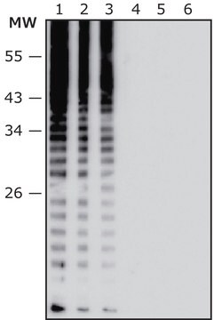 Anti-Salmonella enterica serotype enteritidis LPS antibody, Mouse monoclonal clone SLP-32, purified from hybridoma cell culture