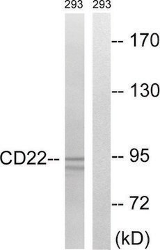 Anti-BL-CAM, C-Terminal antibody produced in rabbit affinity isolated antibody