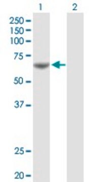 Anti-PDE1A antibody produced in rabbit purified immunoglobulin, buffered aqueous solution