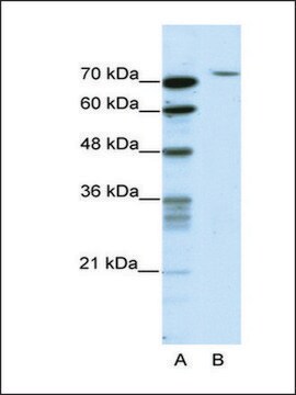 Anti-TAF6 (AB1) antibody produced in rabbit IgG fraction of antiserum