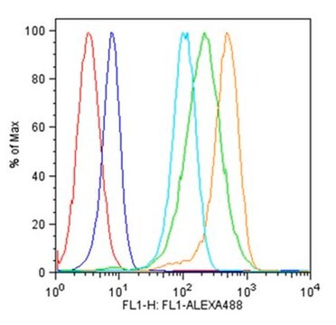 Anti-IFIT3 Antibody serum, from rabbit