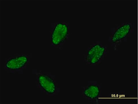 Monoclonal Anti-ASCL1, (C-terminal) antibody produced in mouse clone 2D9, purified immunoglobulin, buffered aqueous solution