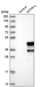 Anti-MTFR1L antibody produced in rabbit Prestige Antibodies&#174; Powered by Atlas Antibodies, affinity isolated antibody, buffered aqueous glycerol solution, ab1