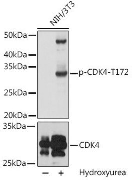 Anti-Phospho-CDK4-T172 antibody produced in rabbit